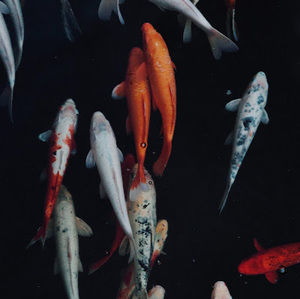 Meet your Posher, Chloe